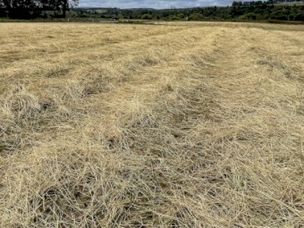 Italian Ryegrass Hay