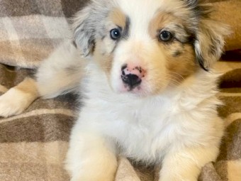 Australian Shepherd