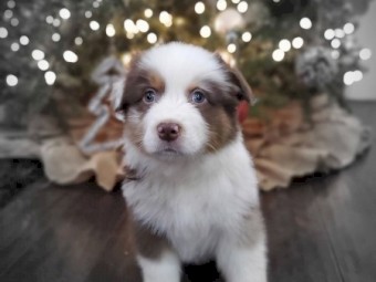 Australian shepherd pups