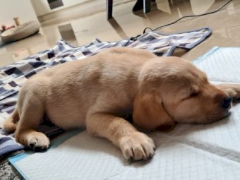 Pure bred Labrador Puppy male!