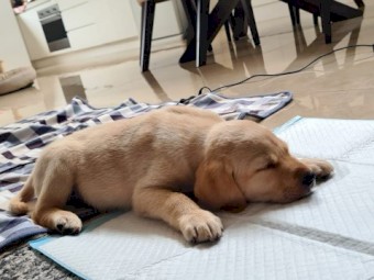 Pure bred Labrador Puppy male!