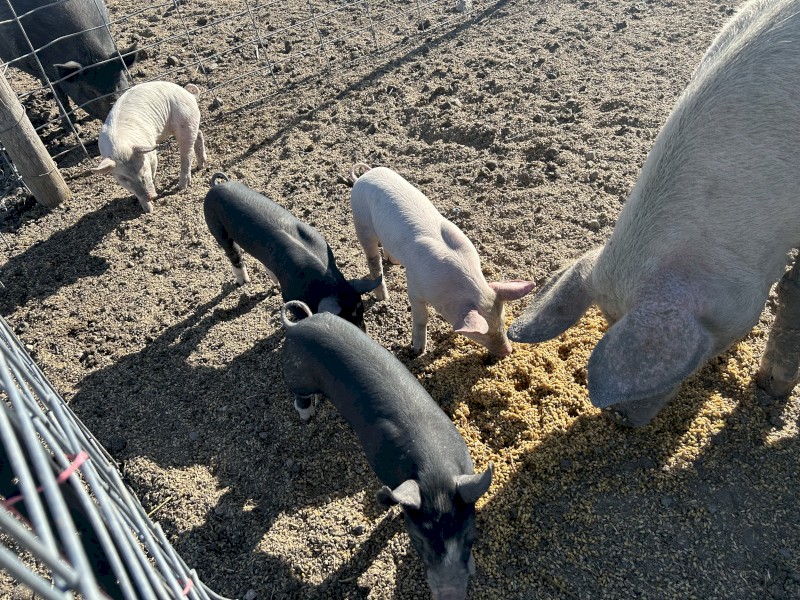 6 spit pigs, large white x Berkshire