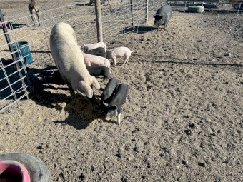 6 spit pigs, large white x Berkshire