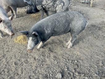 6 spit pigs, large white x Berkshire