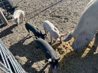 6 spit pigs, large white x Berkshire