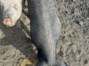6 spit pigs, large white x Berkshire
