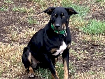 Female black and tan kelpie 17 months old