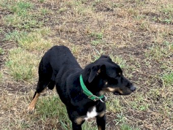 Female black and tan kelpie 17 months old