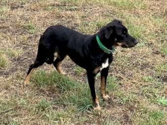 Female black and tan kelpie 17 months old
