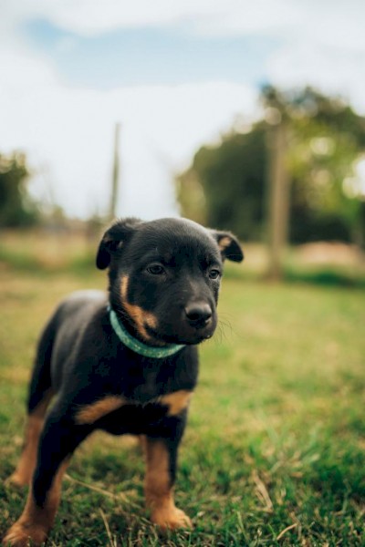 Purebred Kelpie Pups