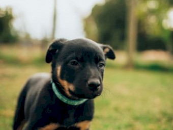 Purebred Kelpie Pups