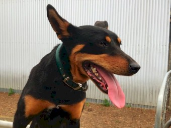 Female Black and Tan Kelpie