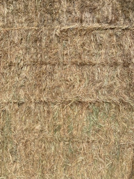 Rye/Clover Hay 8x4x3 Bales