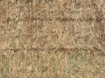 Rye/Clover Hay 8x4x3 Bales