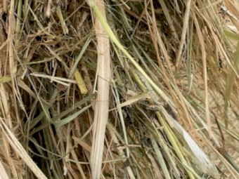 Rye/Clover Hay 8x4x3 Bales