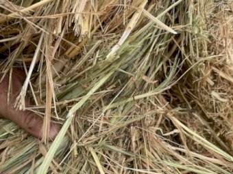 Rye/Clover Hay 8x4x3 Bales