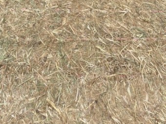 Rye/Clover Hay 8x4x3 Bales