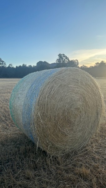 Oaten Hay 