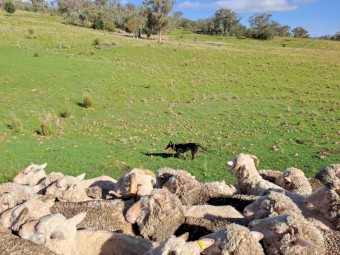 Started working Kelpie pups