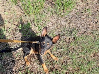 Started working Kelpie pups