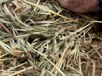 Oaten Hay Rounds