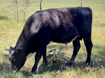 Shorthorn X Banded Galloway bull