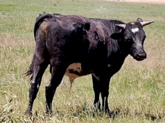 Shorthorn X Banded Galloway bull