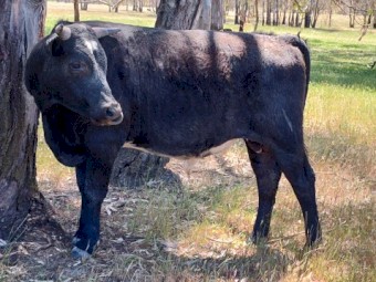 Shorthorn X Banded Galloway bull