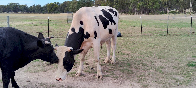 Halter broken Friesian Stag