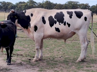 Halter broken Friesian Stag