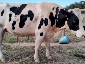 Halter broken Friesian Stag