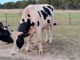 Halter broken Friesian Stag