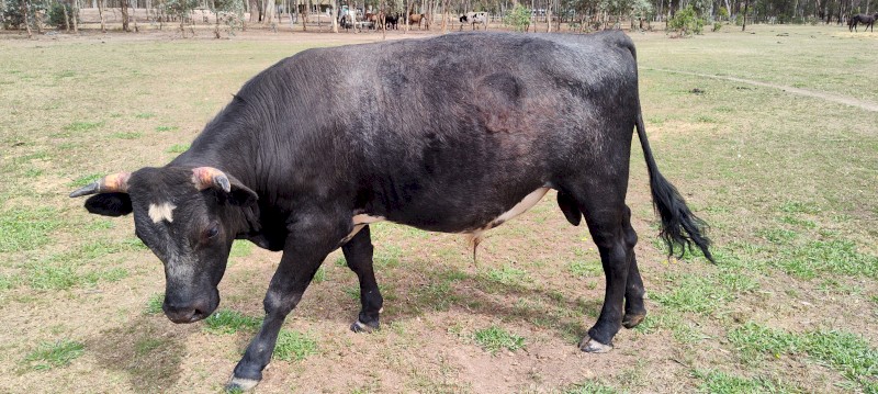 Shorthorn X Banded Galloway bull