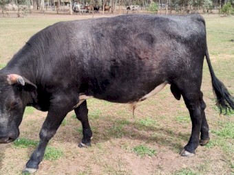 Shorthorn X Banded Galloway bull
