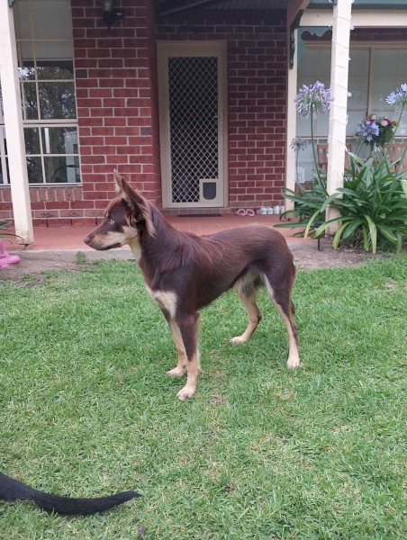 Red Kelpie