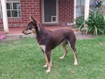 Red Kelpie