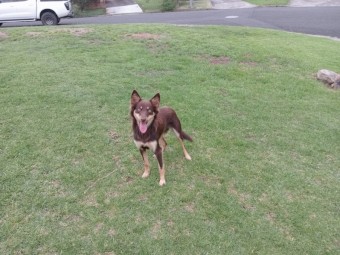 Red Kelpie