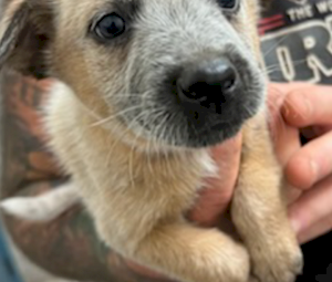 Red heeler puppies 