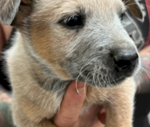 Red heeler puppies 