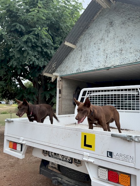 Kelpie Pups
