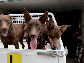 Kelpie Pups