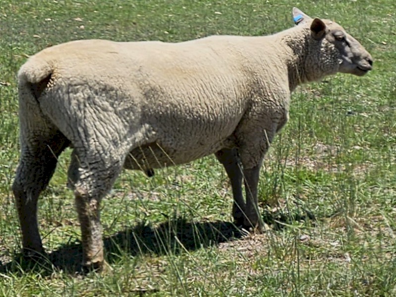 Charollais  Rams For Sale .