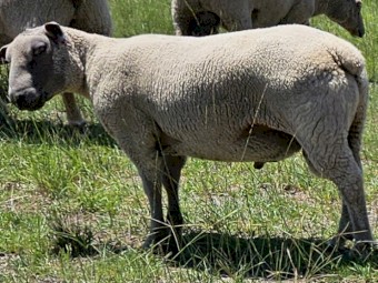 Charollais  Rams For Sale .