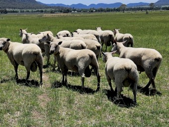 Charollais  Rams For Sale .