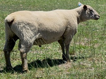 Charollais  Rams For Sale .