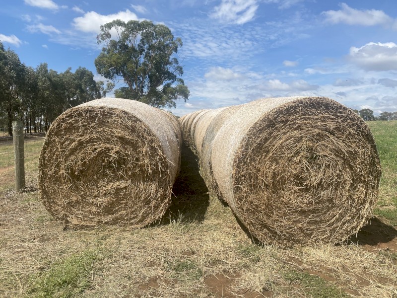 2nd cut Lucerne rolls