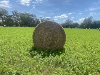 2nd cut Lucerne rolls