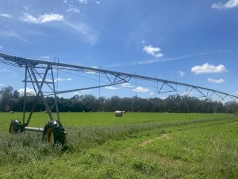 2nd cut Lucerne rolls