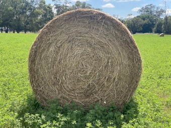 2nd cut Lucerne rolls