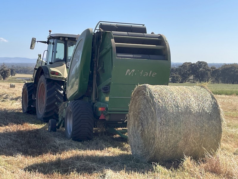 200 rolls wheat/rye hay